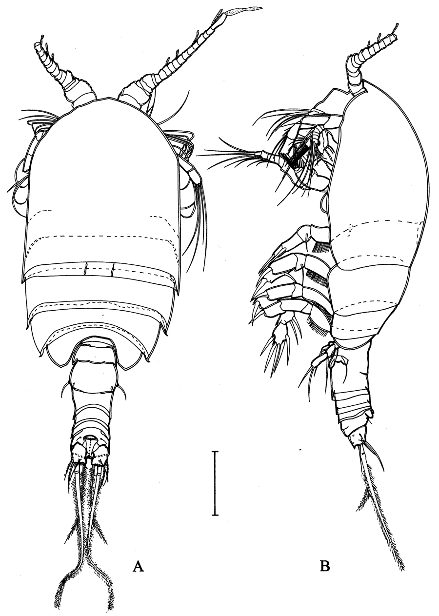Espce Arcticomisophria bathylaptevensis - Planche 1 de figures morphologiques