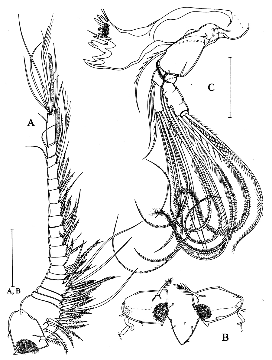 Species Arcticomisophria bathylaptevensis - Plate 2 of morphological figures