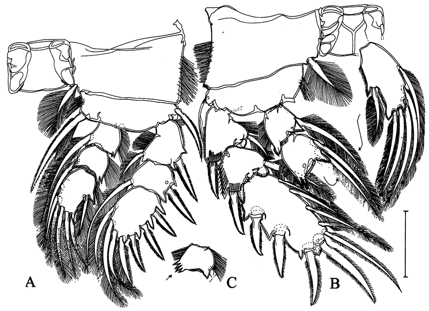 Species Arcticomisophria bathylaptevensis - Plate 5 of morphological figures
