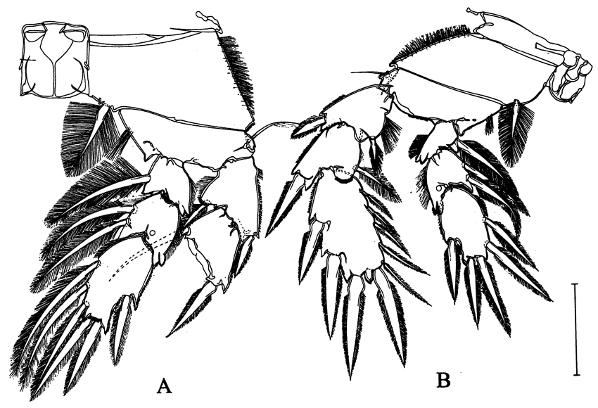 Species Arcticomisophria bathylaptevensis - Plate 6 of morphological figures