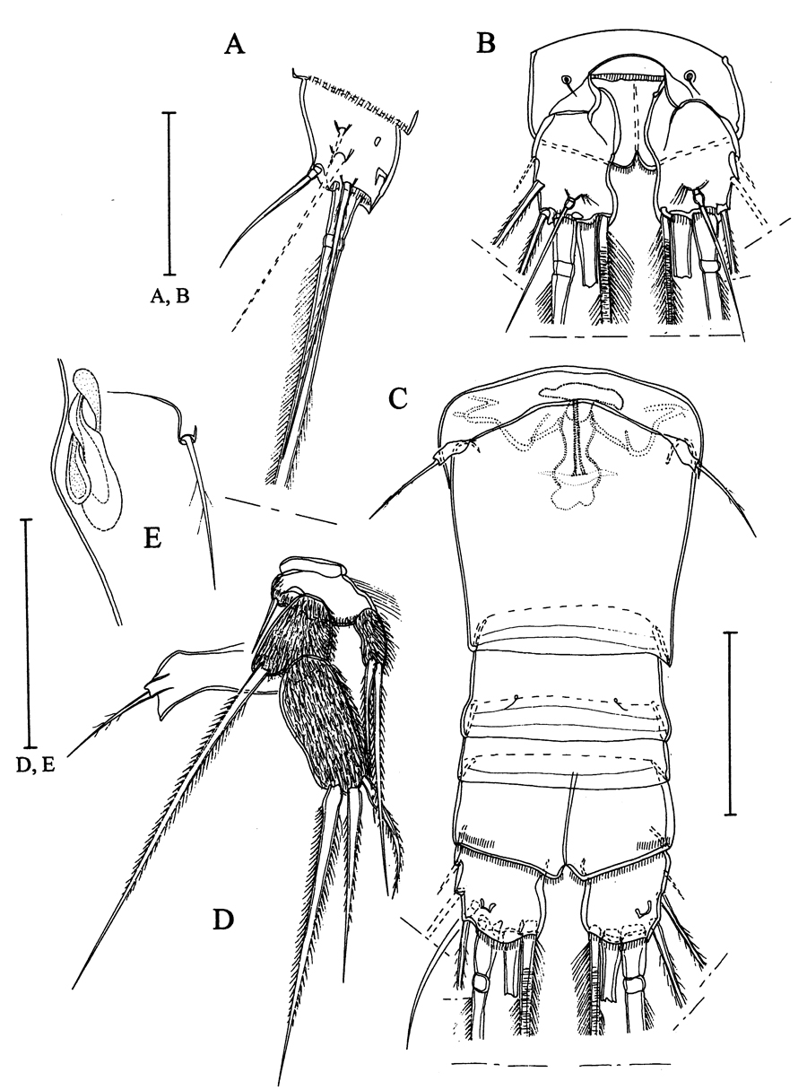 Espce Arcticomisophria bathylaptevensis - Planche 7 de figures morphologiques