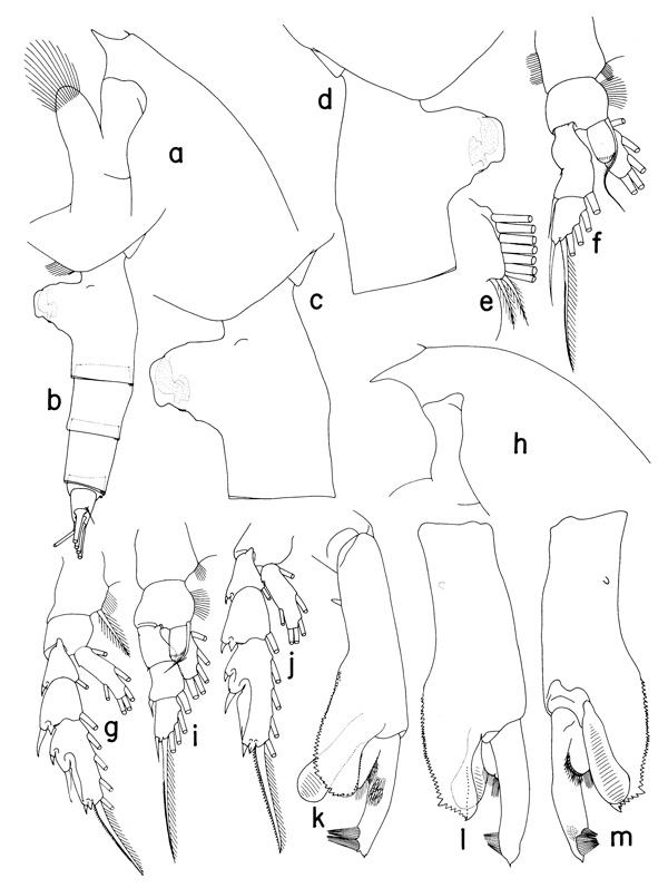 Espèce Paraeuchaeta birostrata - Planche 1 de figures morphologiques
