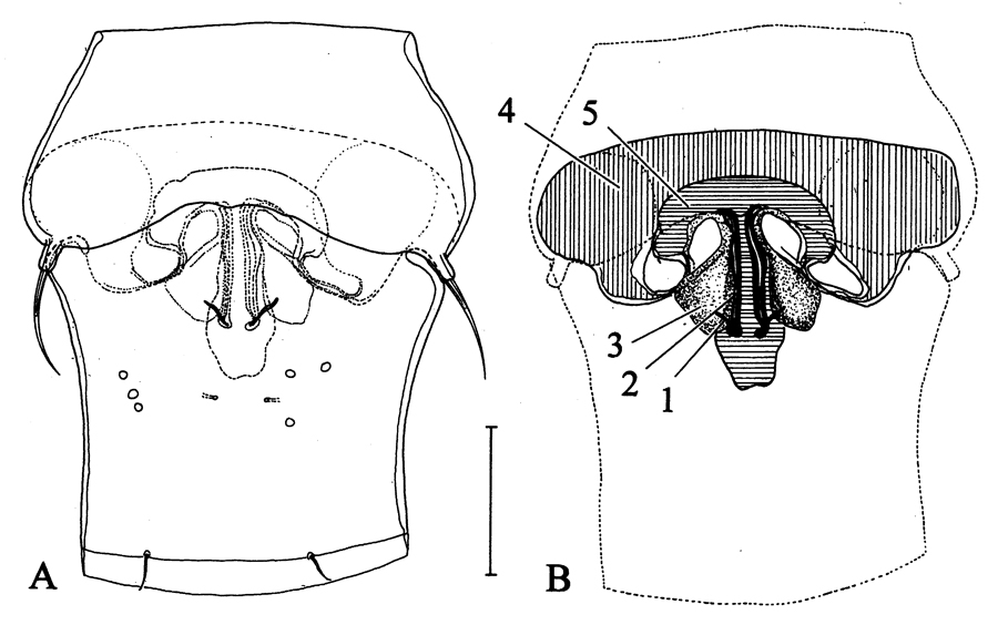 Espce Arcticomisophria bathylaptevensis - Planche 8 de figures morphologiques