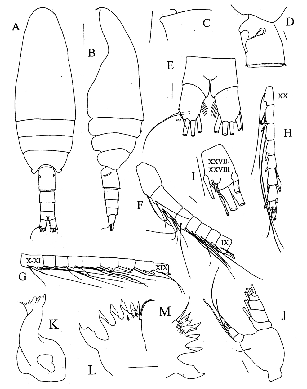 Espce Bradyetes weddellanus - Planche 1 de figures morphologiques