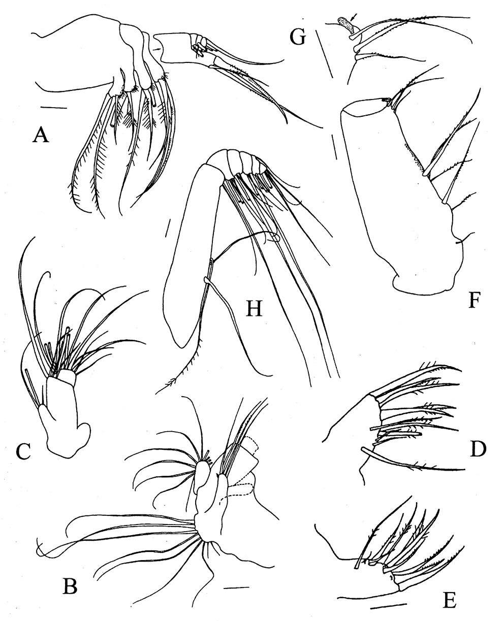 Espce Bradyetes weddellanus - Planche 2 de figures morphologiques