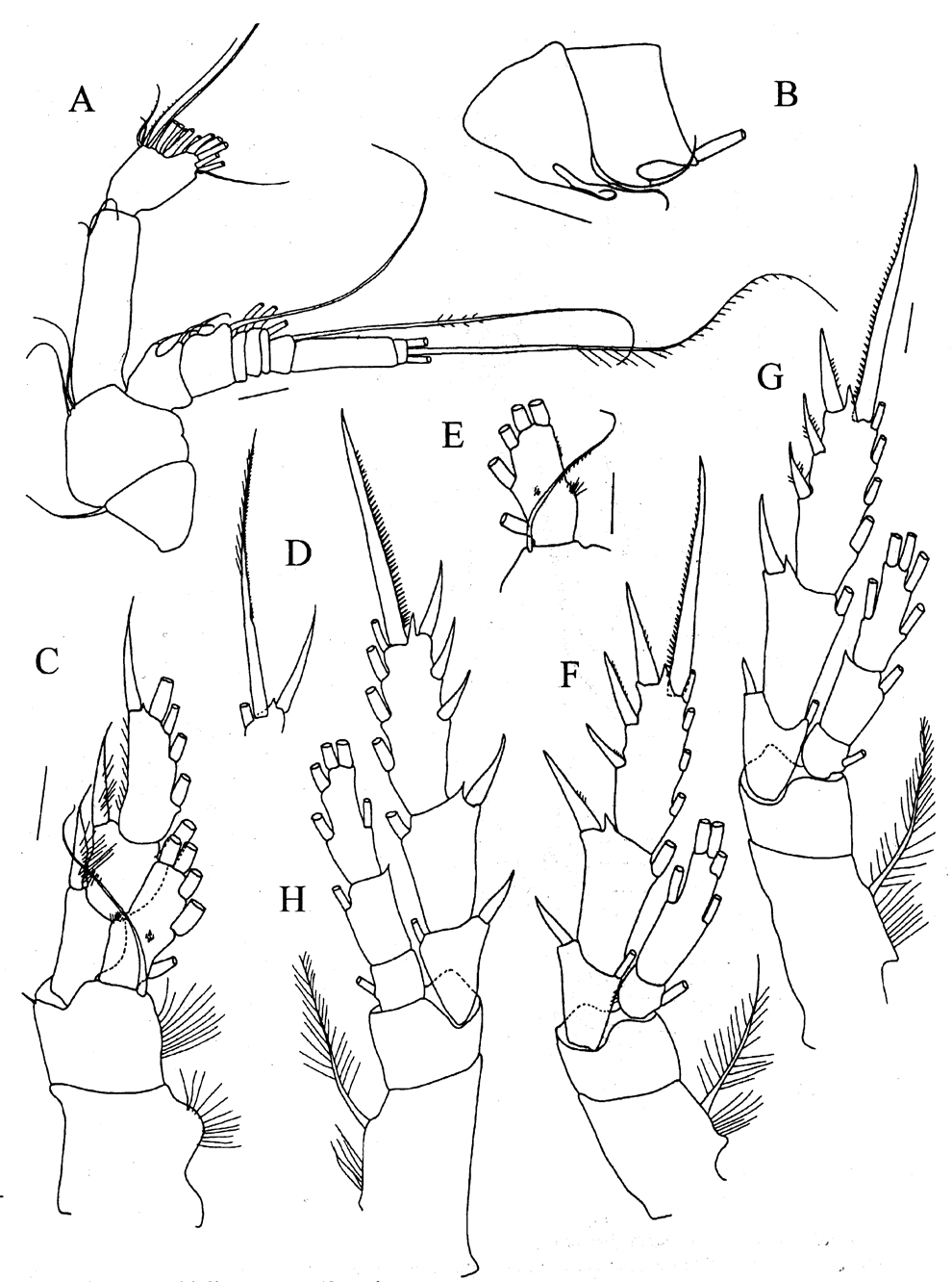 Species Bradyetes weddellanus - Plate 3 of morphological figures