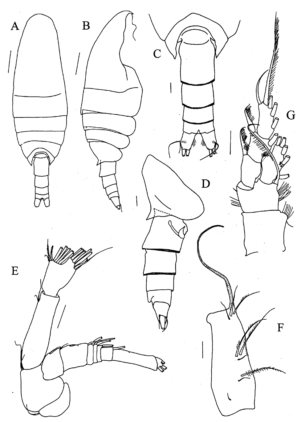 Espce Bradyetes curvicornis - Planche 1 de figures morphologiques