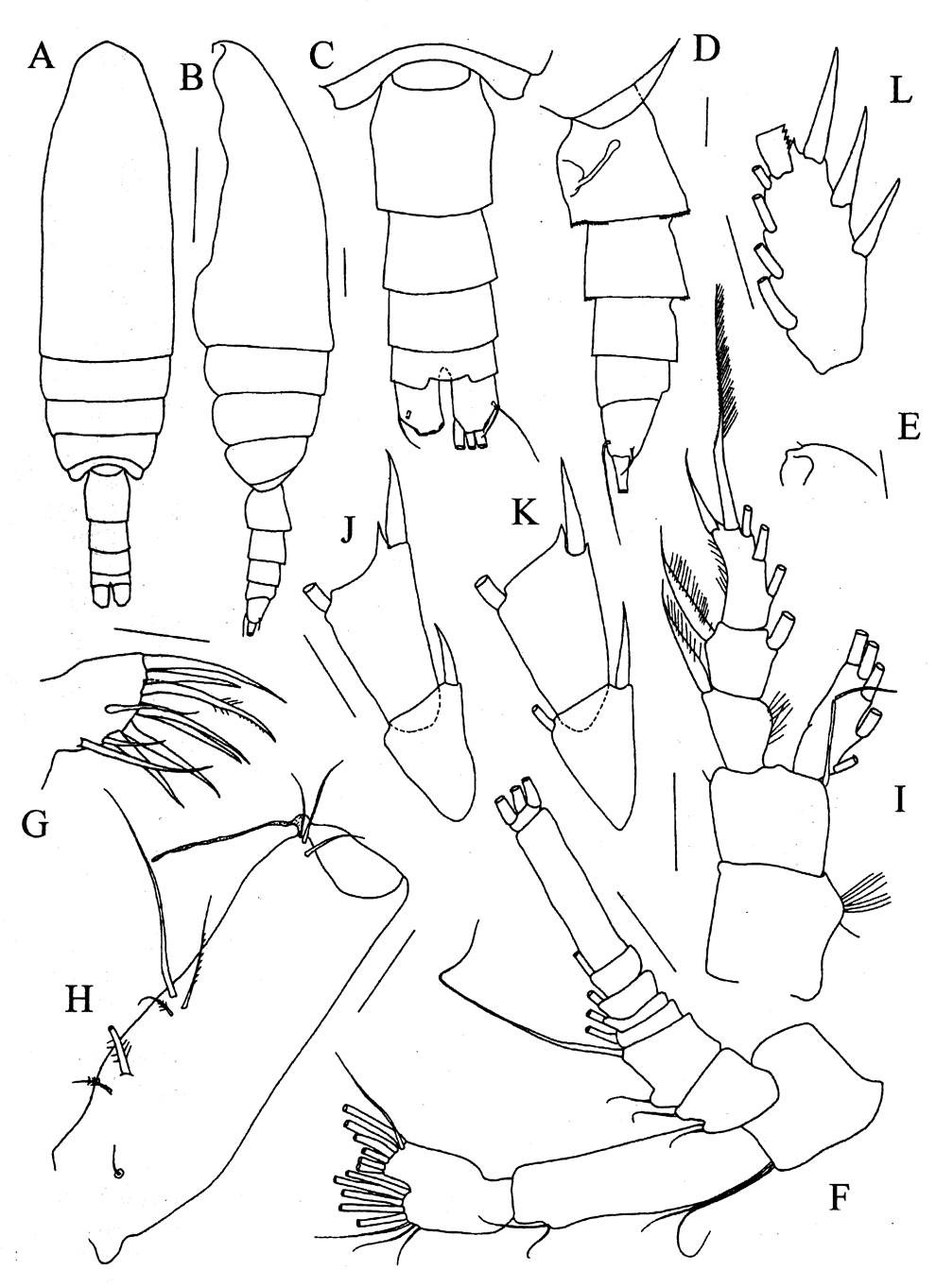 Species Bradyetes inermis - Plate 3 of morphological figures