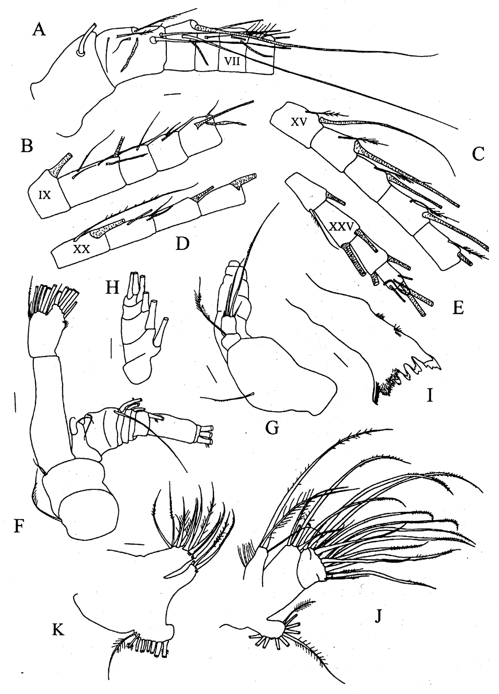 Espèce Pseudeuchaeta acuticornis - Planche 2 de figures morphologiques