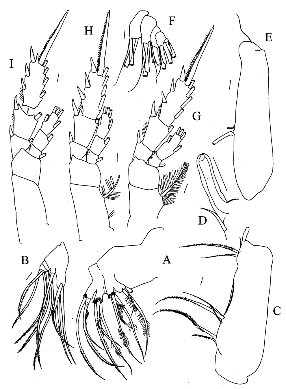 Espèce Pseudeuchaeta acuticornis - Planche 3 de figures morphologiques
