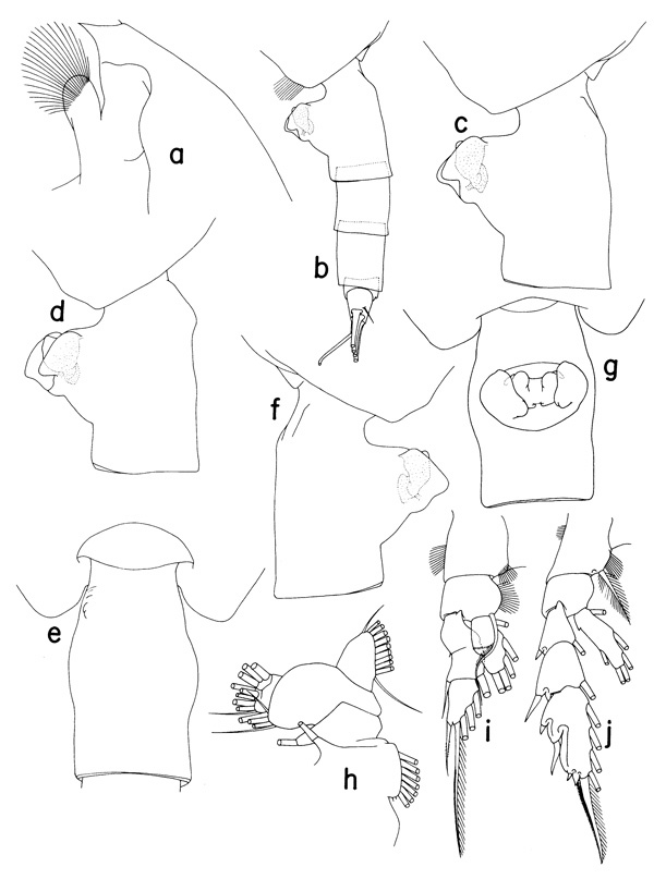 Espce Paraeuchaeta rubicunda - Planche 1 de figures morphologiques