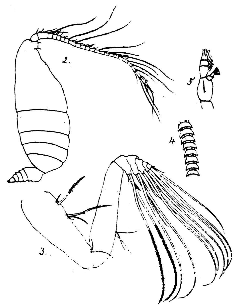 Species Pseudeuchaeta brevicauda - Plate 12 of morphological figures