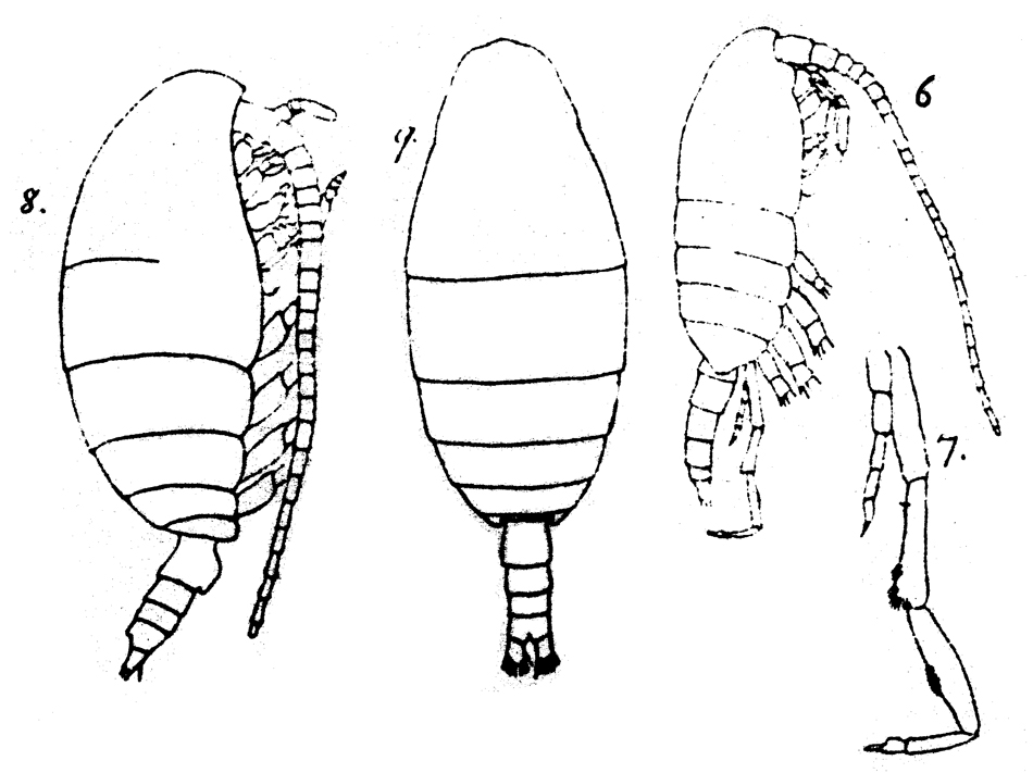 Species Spinocalanus antarcticus - Plate 7 of morphological figures