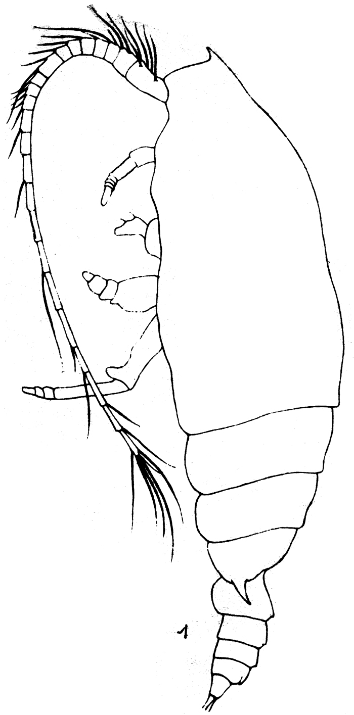 Species Gaetanus antarcticus - Plate 11 of morphological figures