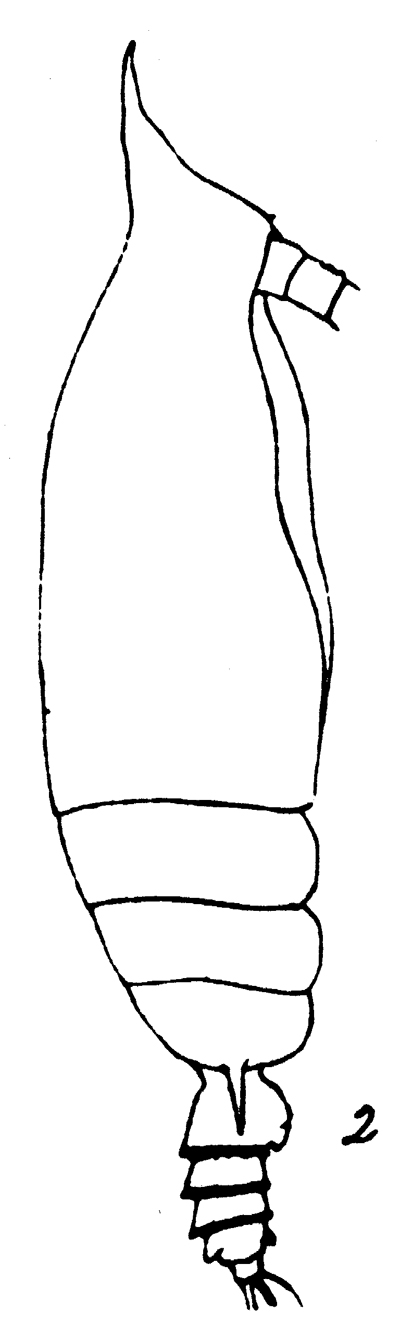 Espèce Gaetanus pileatus - Planche 24 de figures morphologiques
