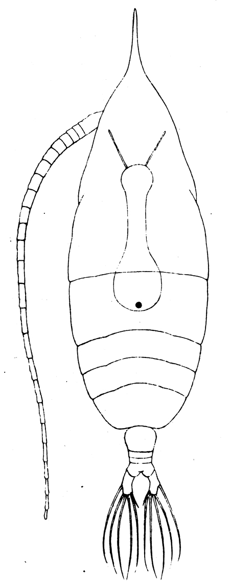 Espce Haloptilus ocellatus - Planche 3 de figures morphologiques