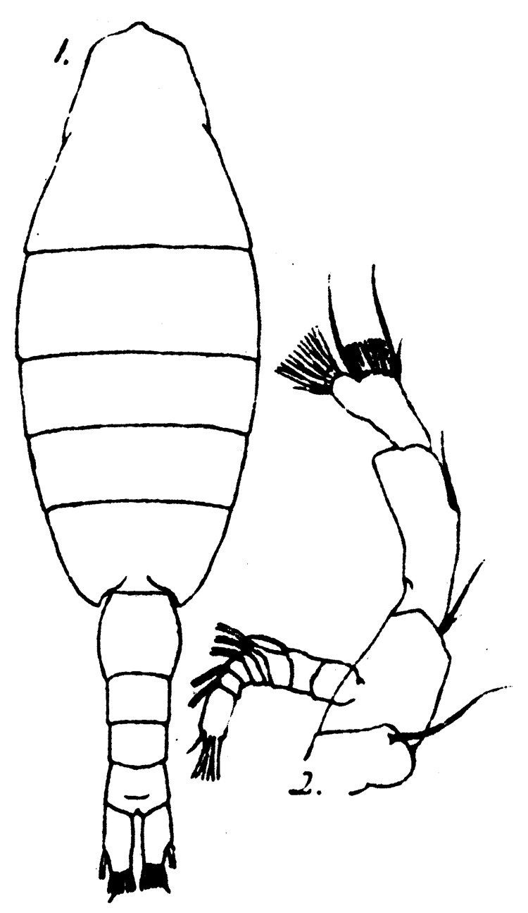 Species Mesorhabdus brevicaudatus - Plate 8 of morphological figures