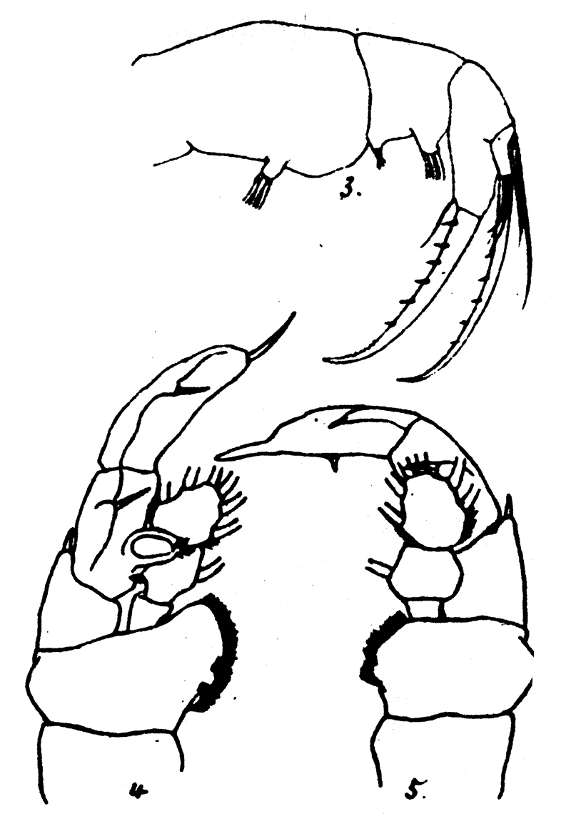 Species Hemirhabdus grimaldii - Plate 11 of morphological figures