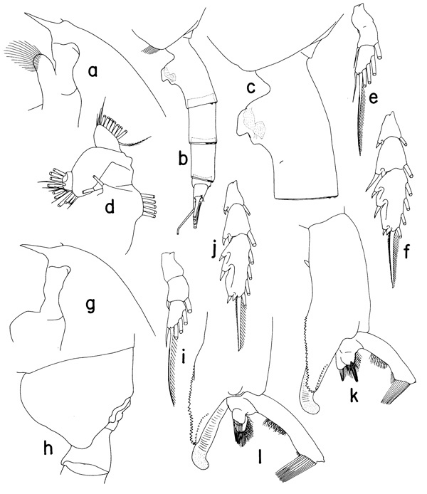 Espce Paraeuchaeta gracilicauda - Planche 1 de figures morphologiques