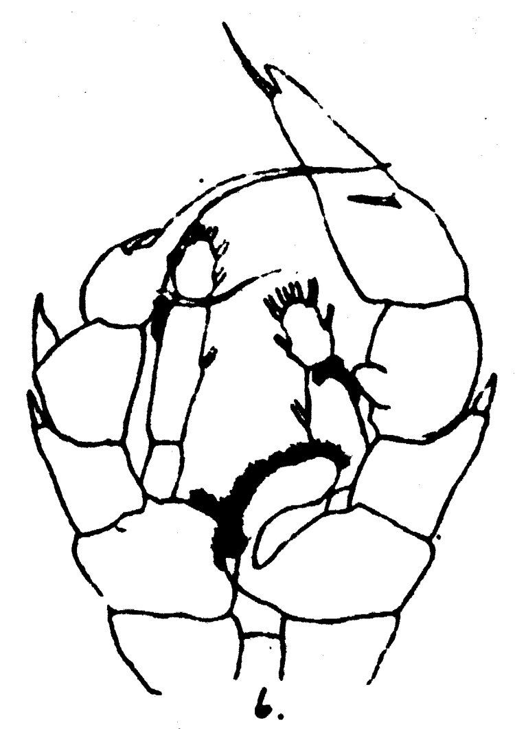Species Heterorhabdus profundus - Plate 1 of morphological figures