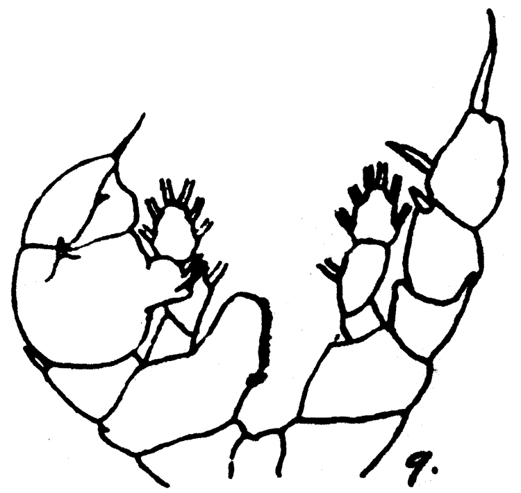 Espèce Paraheterorhabdus (Paraheterorhabdus) farrani - Planche 16 de figures morphologiques