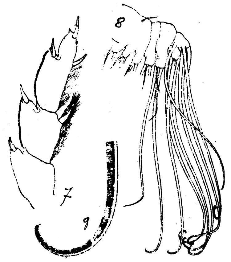 Species Bathycalanus bradyi - Plate 7 of morphological figures