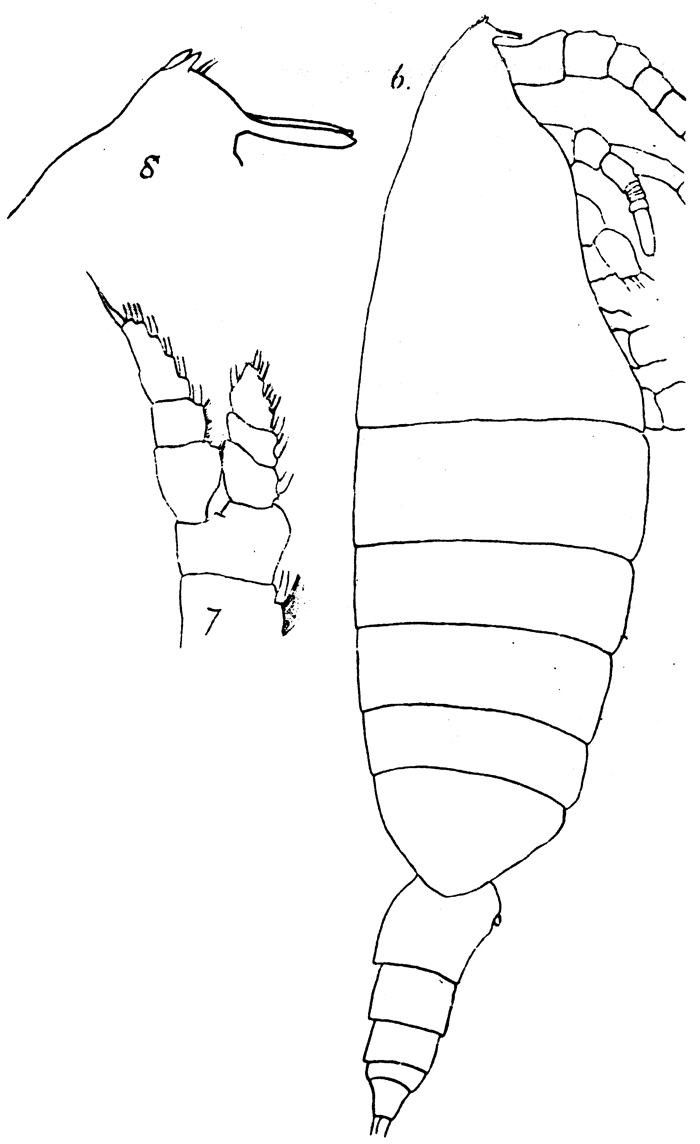 Espce Bathycalanus bradyi - Planche 6 de figures morphologiques