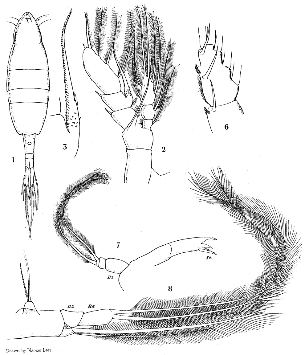Espèce Augaptilus glacialis - Planche 9 de figures morphologiques