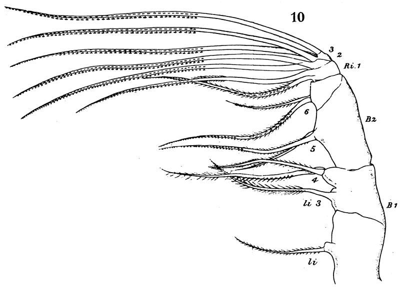 Espèce Augaptilus glacialis - Planche 11 de figures morphologiques