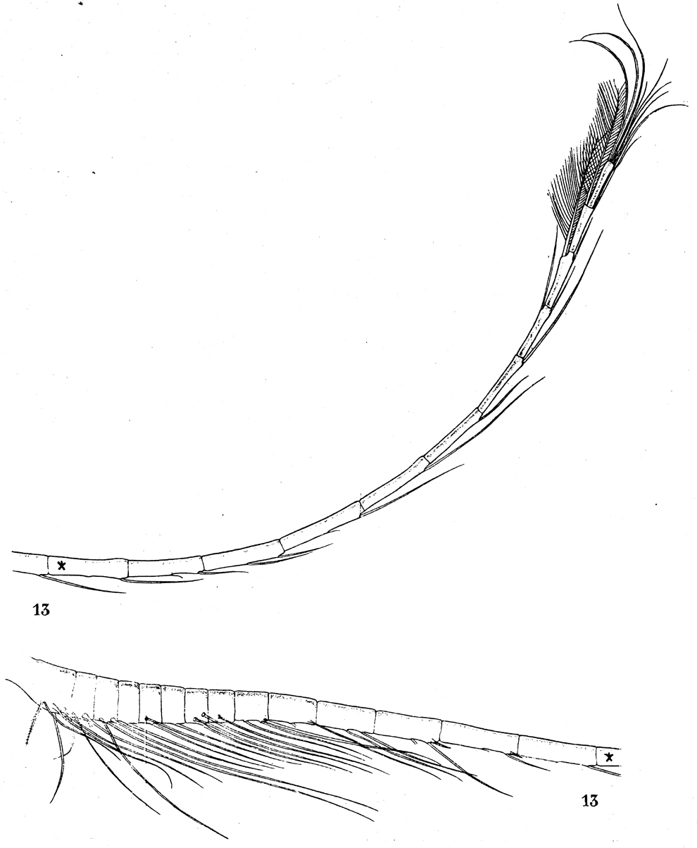 Espèce Augaptilus glacialis - Planche 12 de figures morphologiques