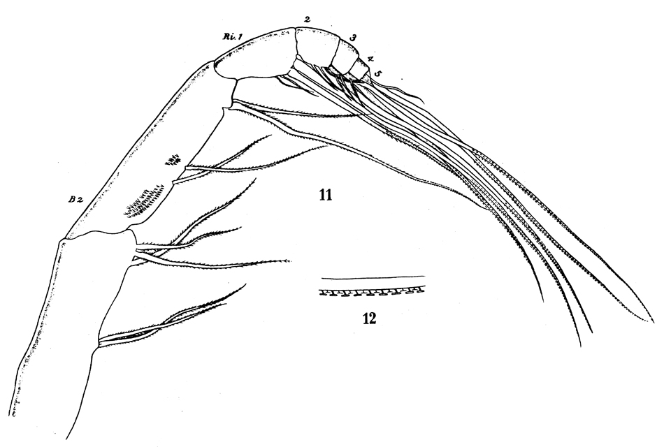 Species Augaptilus glacialis - Plate 13 of morphological figures