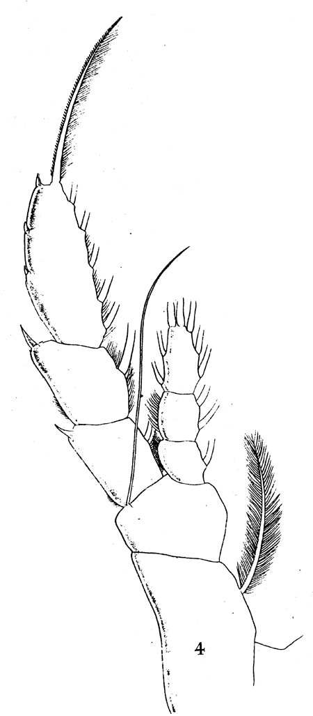 Espèce Augaptilus glacialis - Planche 14 de figures morphologiques