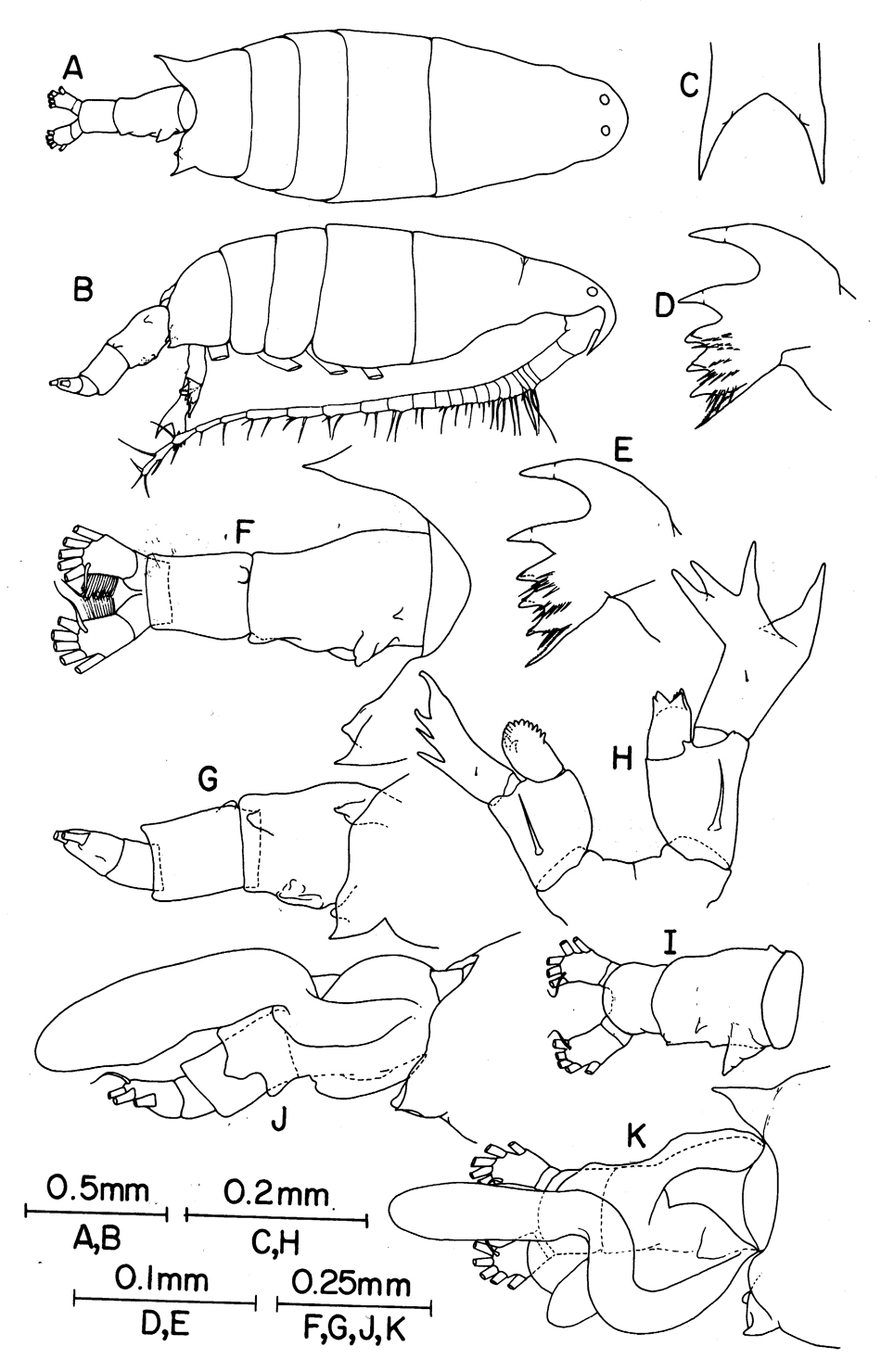 Espèce Labidocera carpentariensis - Planche 1 de figures morphologiques