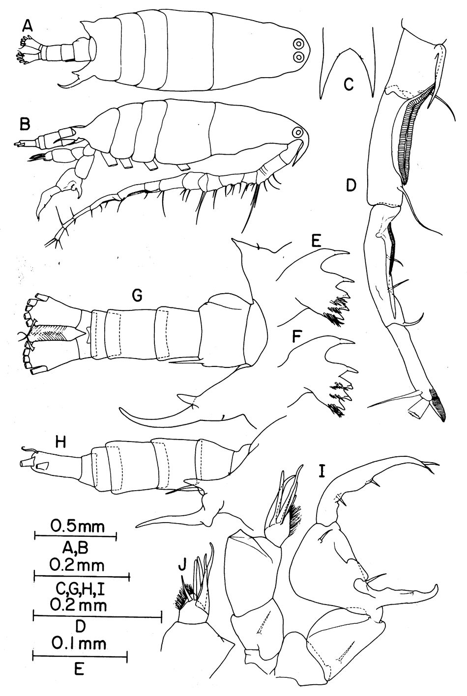 Espèce Labidocera carpentariensis - Planche 2 de figures morphologiques