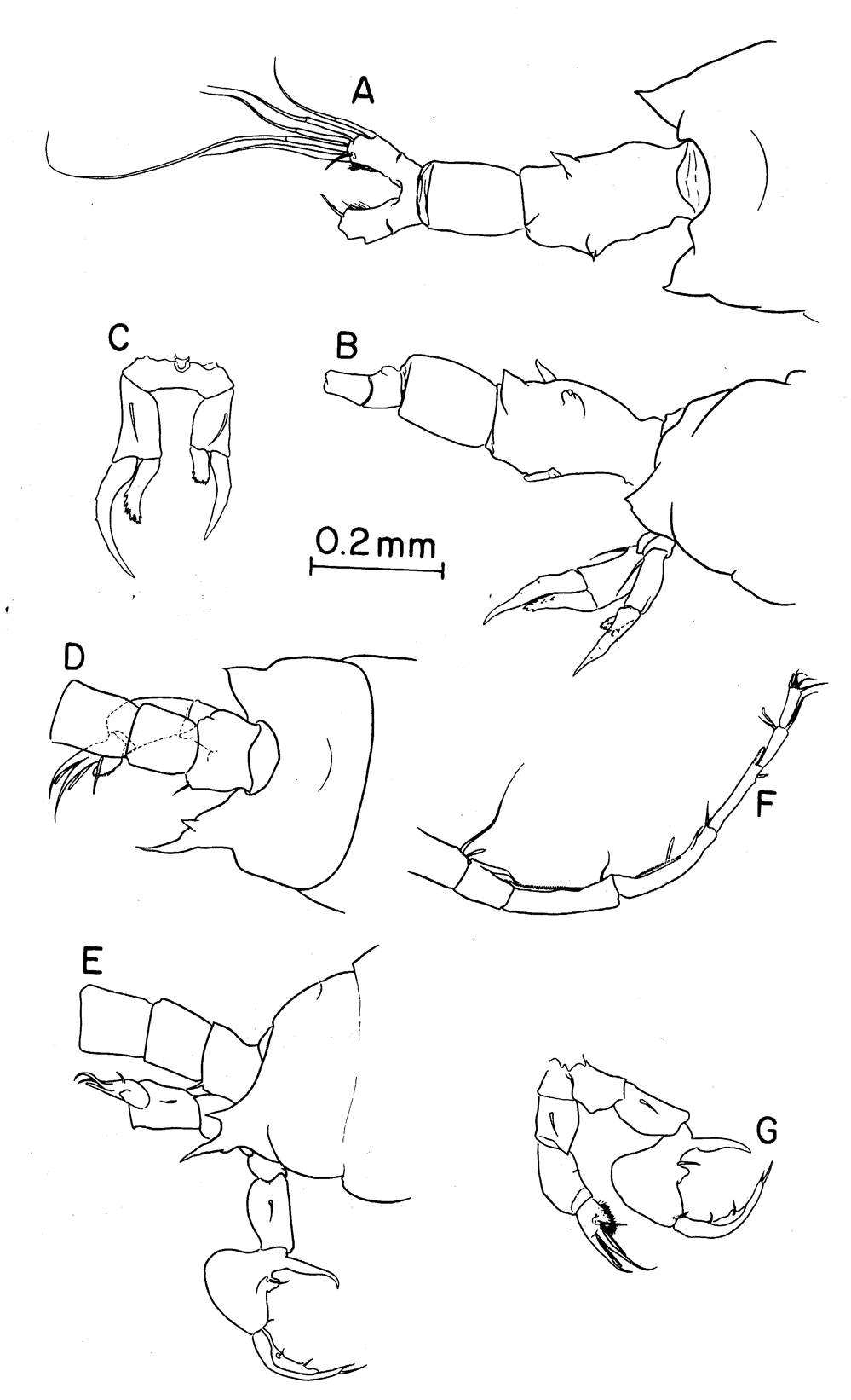 Species Labidocera papuensis - Plate 1 of morphological figures
