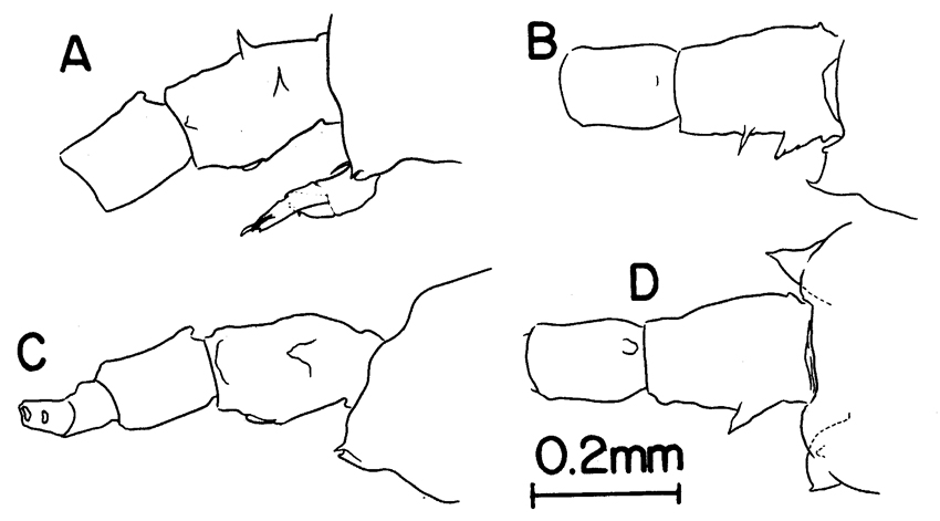 Espèce Labidocera carpentariensis - Planche 3 de figures morphologiques