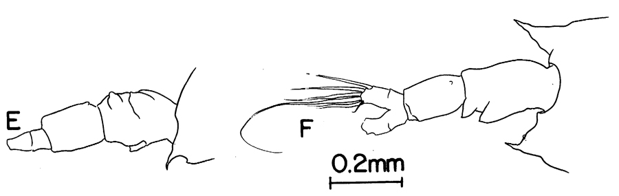 Espèce Labidocera moretoni - Planche 3 de figures morphologiques