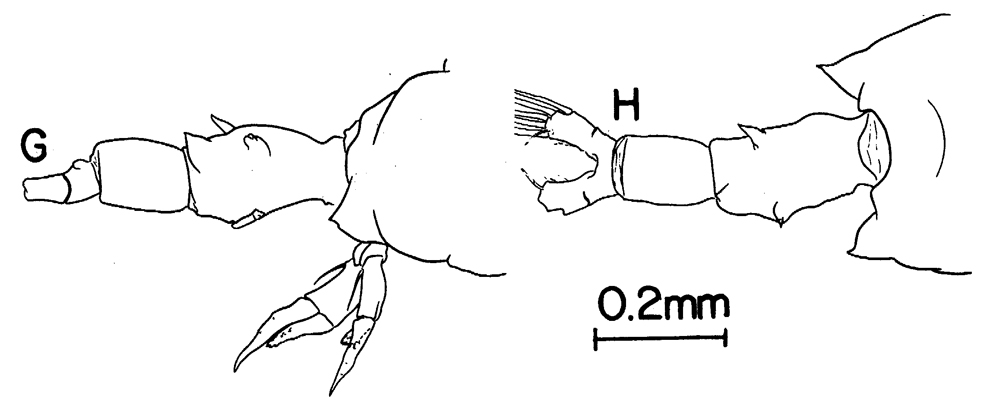 Species Labidocera papuensis - Plate 2 of morphological figures