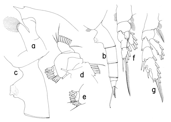 Species Paraeuchaeta parabbreviata - Plate 1 of morphological figures