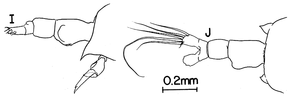 Espce Labidocera japonica - Planche 7 de figures morphologiques