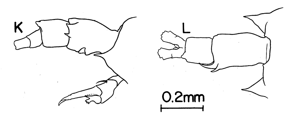 Species Labidocera pectinata - Plate 6 of morphological figures