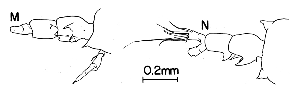 Species Labidocera rotunda - Plate 6 of morphological figures