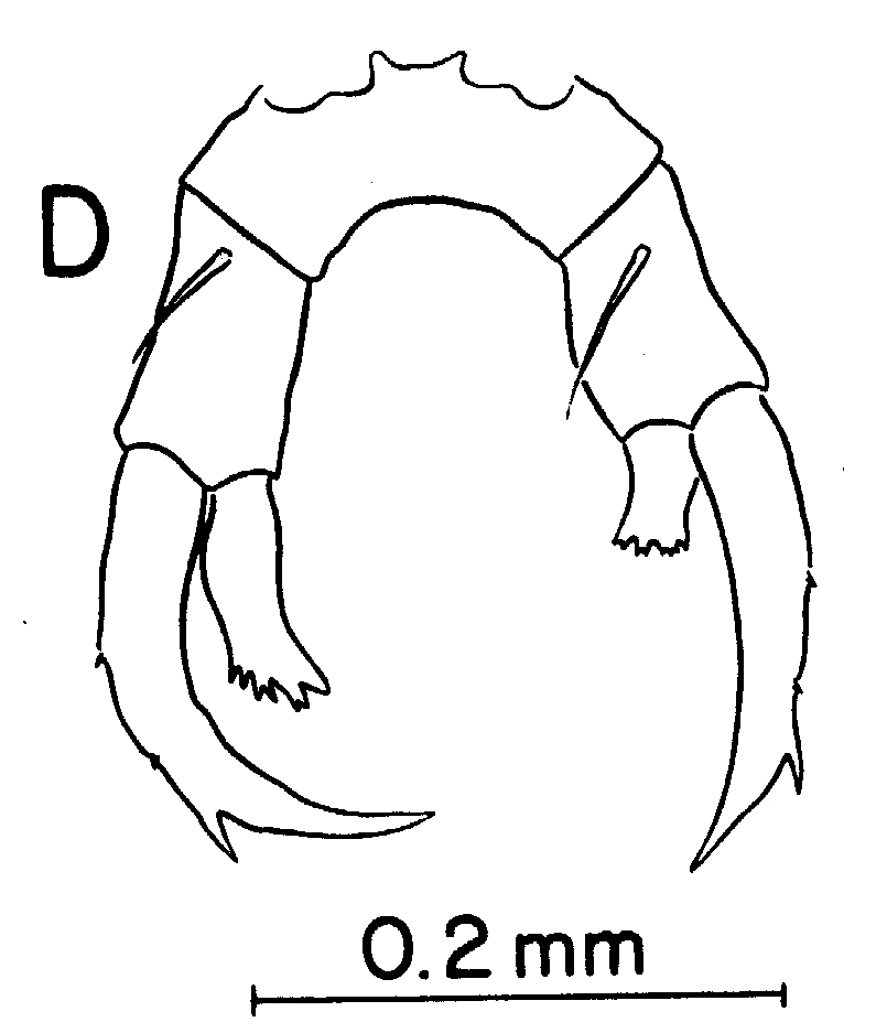 Species Labidocera japonica - Plate 8 of morphological figures