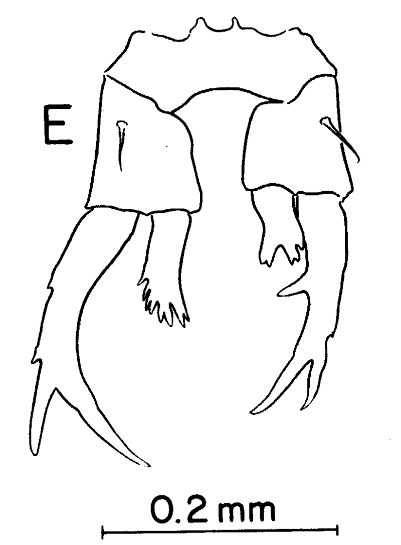 Espce Labidocera pectinata - Planche 7 de figures morphologiques