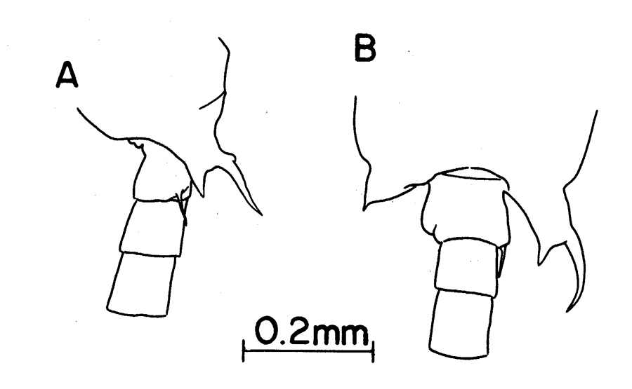 Espèce Labidocera carpentariensis - Planche 5 de figures morphologiques