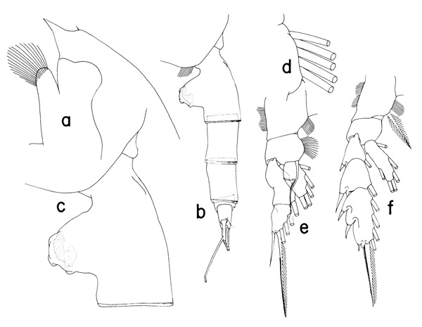 Espce Paraeuchaeta alaminae - Planche 1 de figures morphologiques