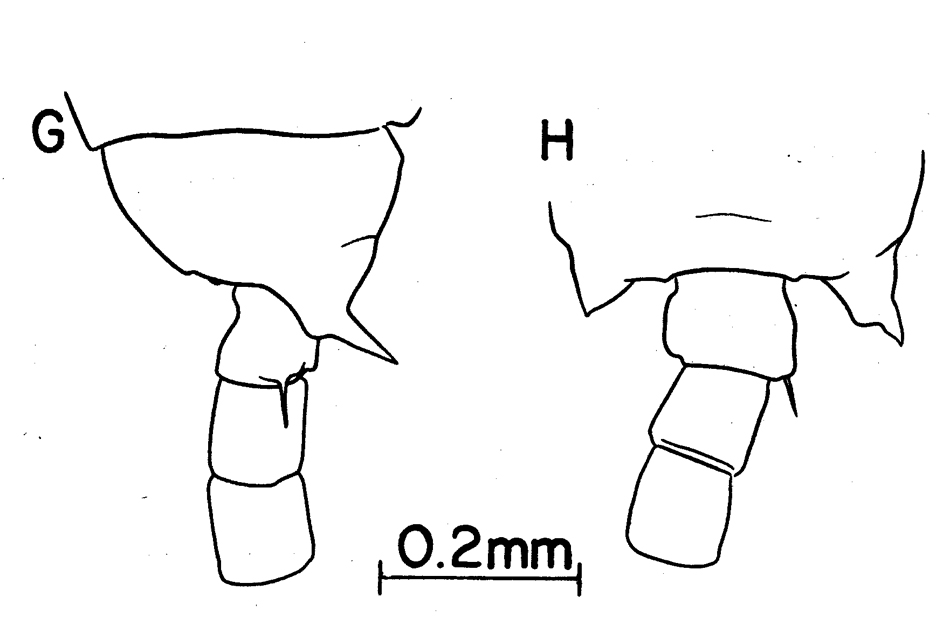 Espce Labidocera japonica - Planche 9 de figures morphologiques