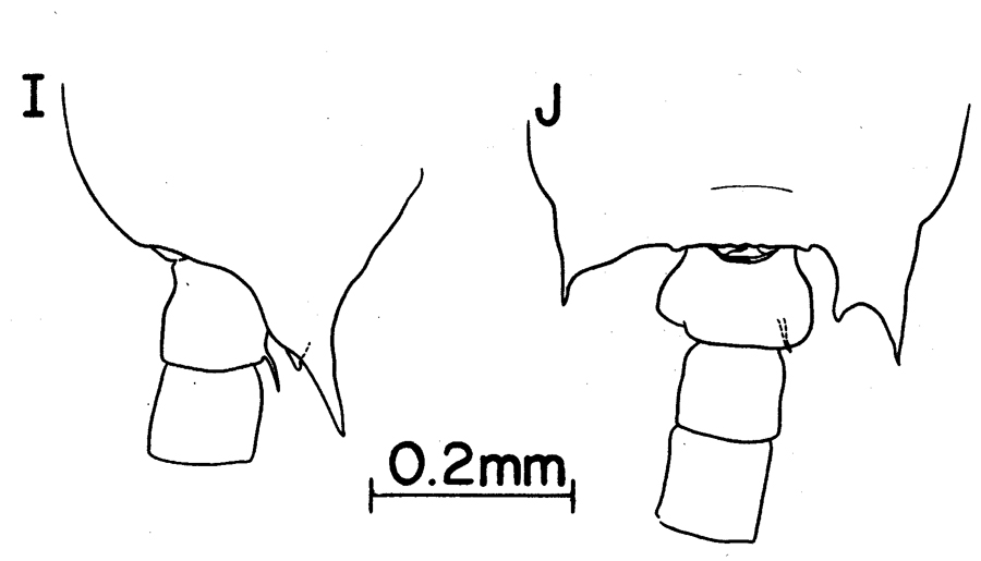 Espce Labidocera pectinata - Planche 8 de figures morphologiques