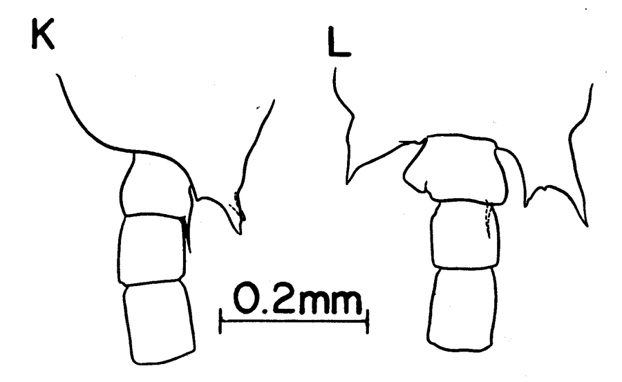 Espèce Labidocera rotunda - Planche 8 de figures morphologiques