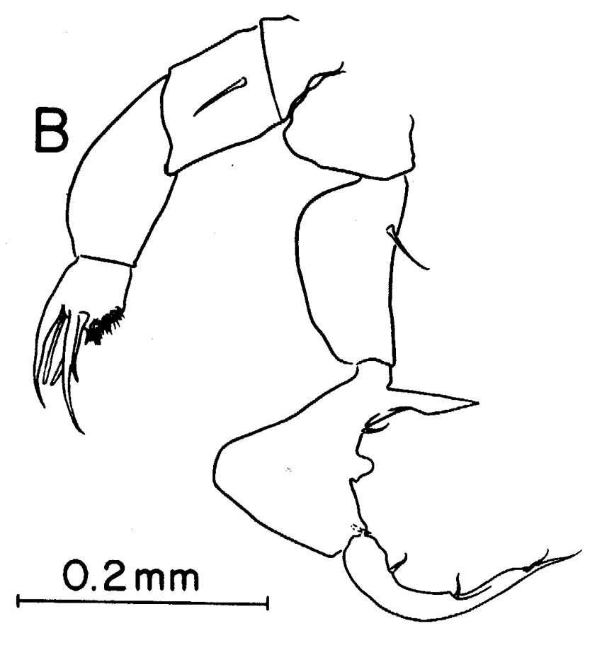 Espèce Labidocera moretoni - Planche 6 de figures morphologiques